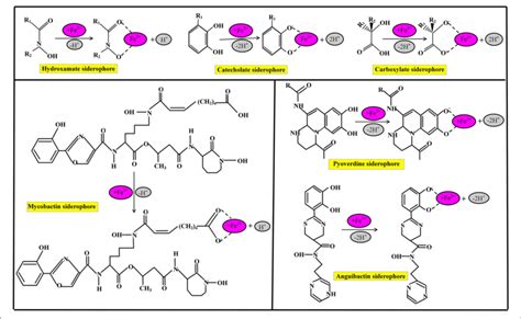 | Chemical nature of commonly identified siderophores and their iron ...