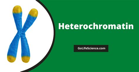 Heterochromatin: Structure, Function, and Role in Genetics