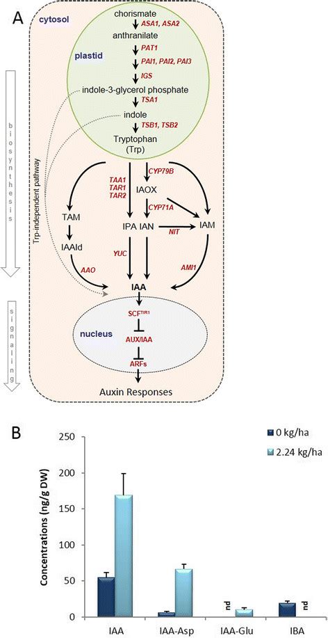 Simplified auxin biosynthesis and signaling pathway in plants, and... | Download Scientific Diagram