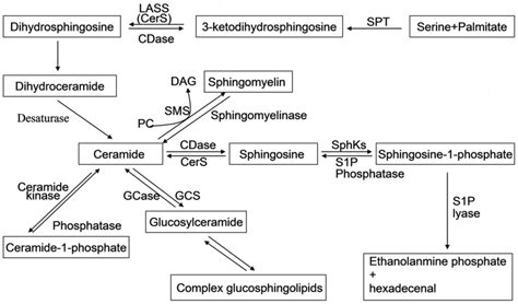 Sphingosine kinase inhibitors: A patent review