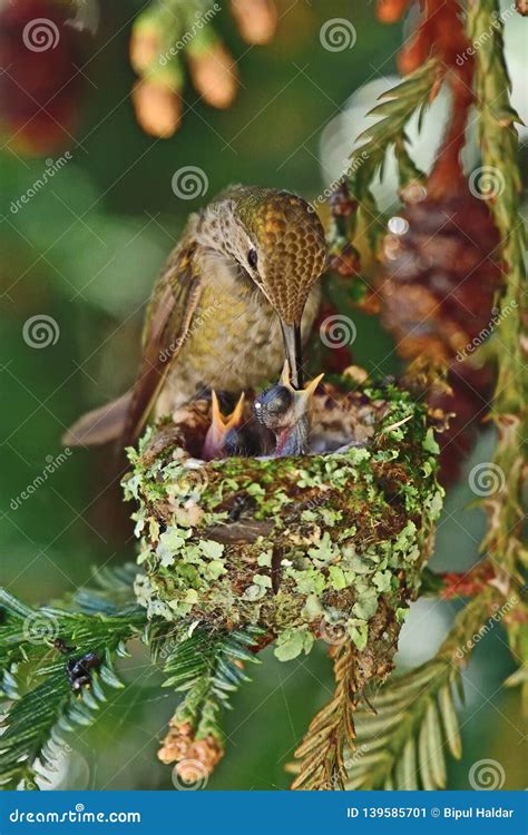 Hummingbird Feeding Her Chicks Stock Image - Image of anna, bird: 139585701