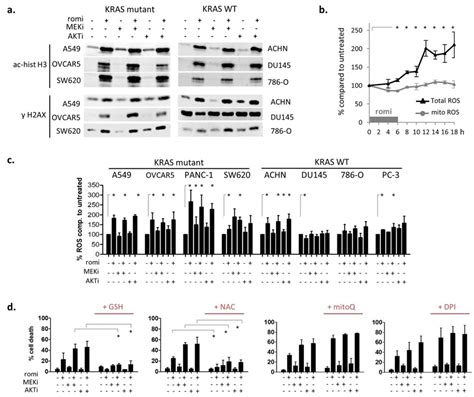 Early cytoplasmic ROS release differentiates KRAS sensitivity to... | Download Scientific Diagram