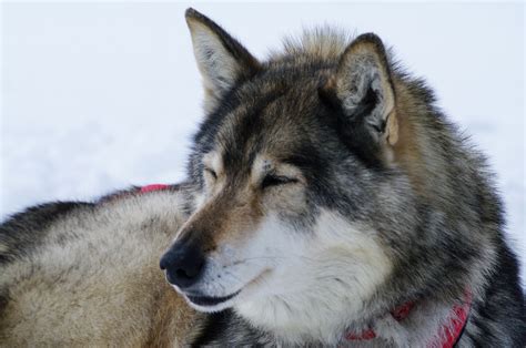 Free photo: Close up with a grey husky - Cold, Dog, Dogs - Free ...