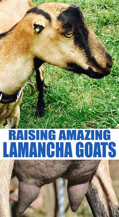 Lamancha Goat Breed Information | Mouton