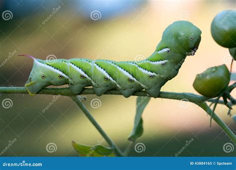 Green Tomato Worm stock image. Image of worm, caterpillar - 43884165