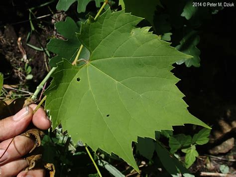 Vitis riparia (Riverbank Grape): Minnesota Wildflowers