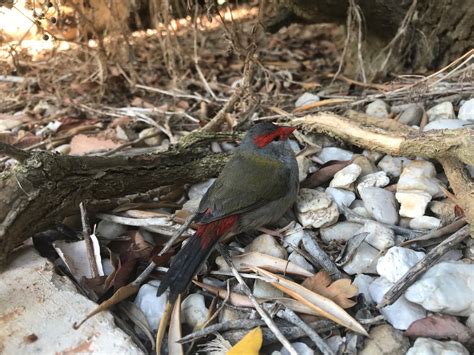 Bird of the month: Red-browed Finch – Connecting Country