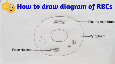 how to draw diagram of RBC (Red Blood Cells) - YouTube