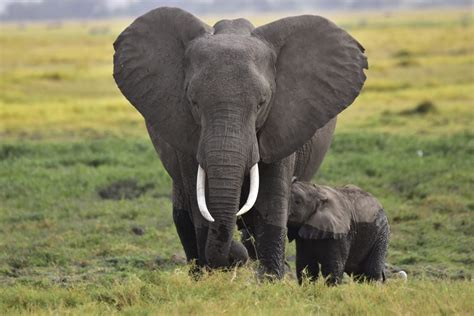 African Elephant and its calf - PixaHive