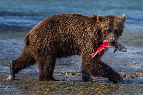 Alaska: Landscape and Bears Photo Workshop - Jack Graham Photography