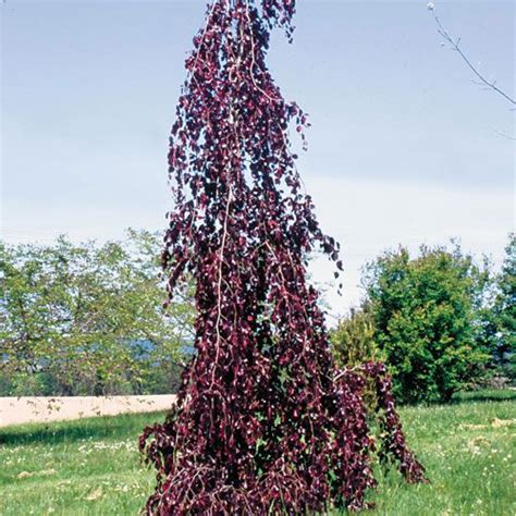 Weeping Purple Beech | Plants, Landscape trees, Wildlife gardening