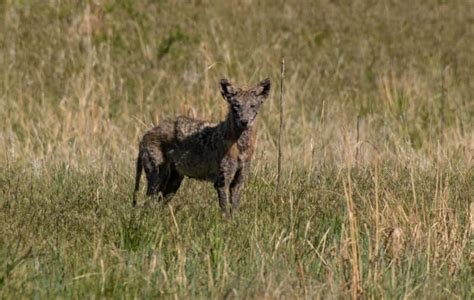 Coyote with Mange: What Does it Mean? - A-Z Animals