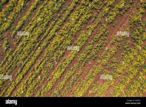 Aerial view of canola rapeseed field in poor condition due to drought season and arid climate ...