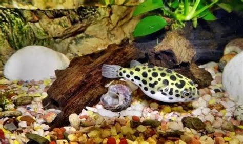 Freshwater Puffer fish Care Guide 14 Things To Know