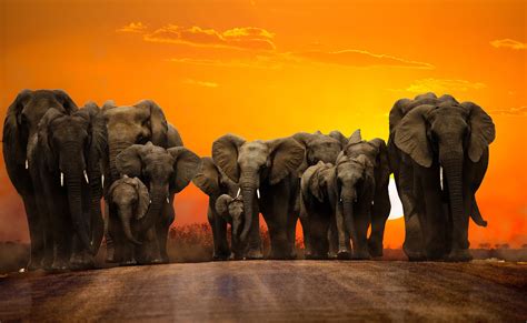 Sunset walk - A herd of elephants walking during sunset | Herd of ...