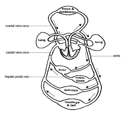 Free Circulatory System Black And White, Download Free Circulatory System Black And White png ...