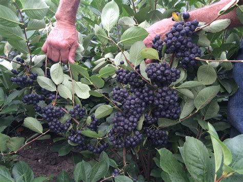 Aronia | Meristem Farm & Nursery