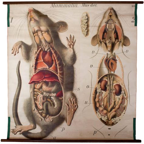 Rat Wall Chart by Paul Pfurtscheller, 1910 | Anatomy art, Human figure ...