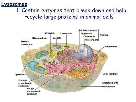 Cell Types and Cell Structure - Presentation Biology