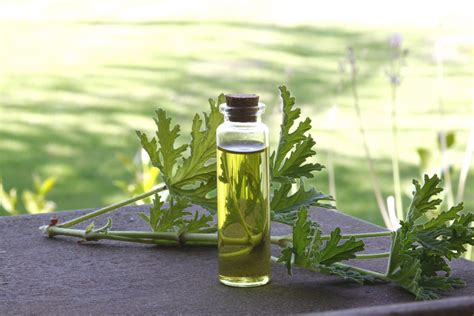 Rose Geranium Herbal Oil Free Stock Photo - Public Domain Pictures