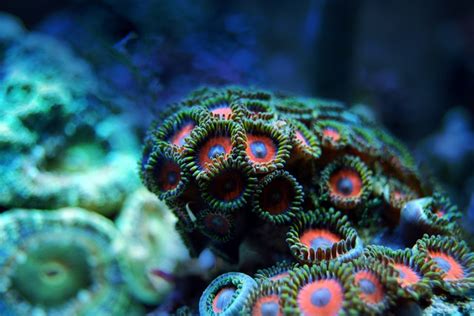 Types Of Soft Coral For Reef Tanks - Salt Water Coral Tank