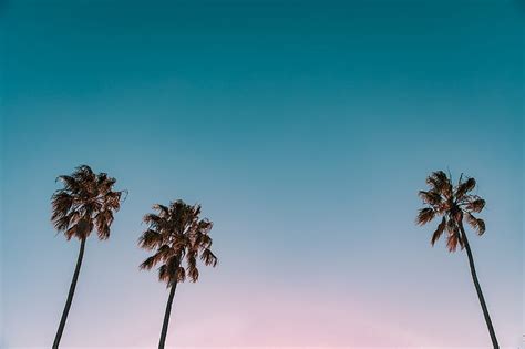 Low-angle graph of three palm trees under blue sky, HD wallpaper | Peakpx