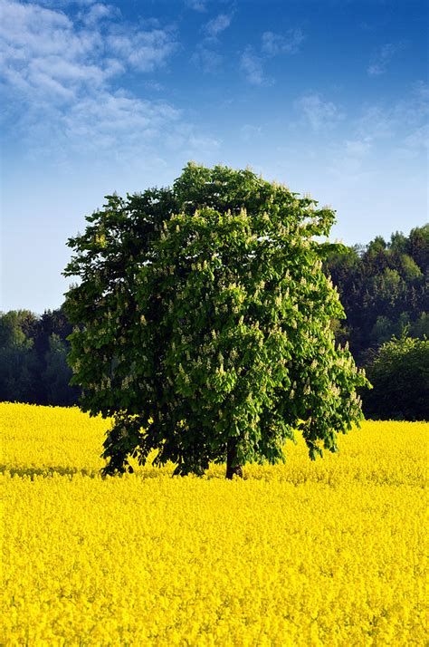 Rapeseed Field Photograph by Aged Pixel - Fine Art America