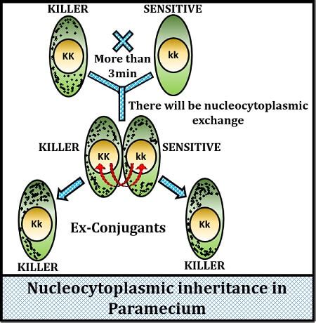 What is Cytoplasmic Inheritance? Definition, Features & Examples - Biology Reader