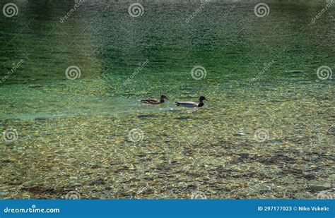 Two Ducks on a Big Green Lake Stock Image - Image of waterfowl ...
