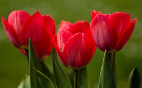 Close-Up Tulips Nature wallpaper | 1920x1200 | #22704