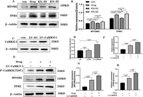 Effects of diacetylmorphine on TPM 1, MYOM 2 in cardiomyocytes. (A)... | Download Scientific Diagram