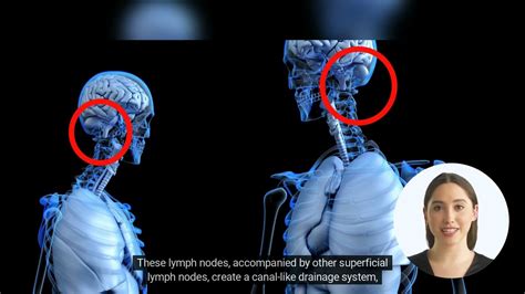 Occipital Lymph Node Location