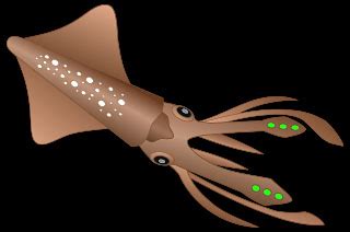 Firefly Squid Anatomy