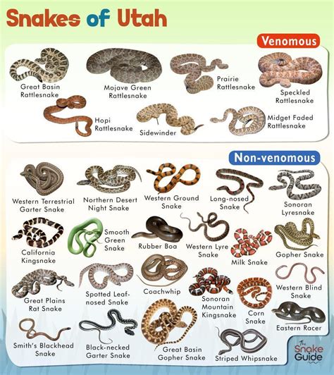 List of Common Venomous and Non-venomous Snakes in Utah with Pictures