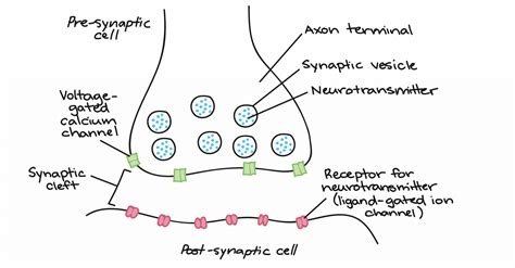Define Neuron With Diagram