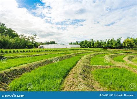 Domed Greenhouse or Tunnel for Young Plants Growing Nursery House Stock Image - Image of leaves ...