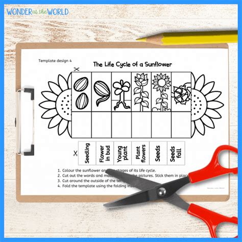 3 Sunflower Life Cycle Charts And Worksheets Preschoo - vrogue.co