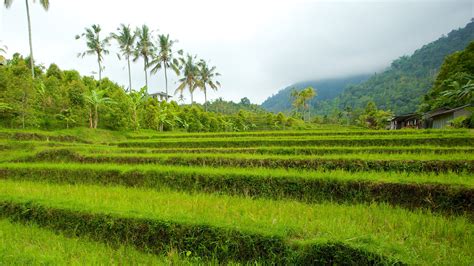 Visit Sukasada: 2020 Travel Guide for Sukasada, Bali | Expedia