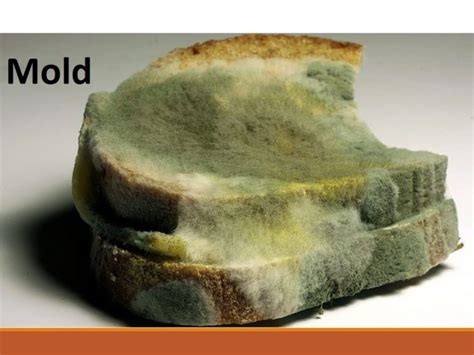 Rhizopus stolonifer: morphology and reproduction of black bread mold