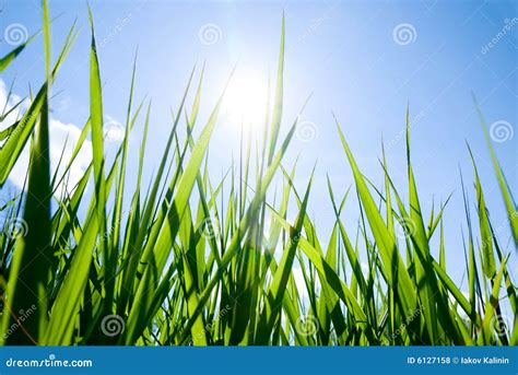 Grass And Sun Royalty Free Stock Photos - Image: 6127158