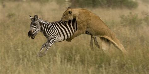 Predator-Prey Relationships - Kruger National Park