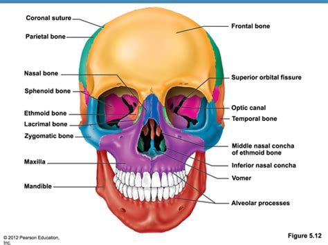 Infraorbital Nerve Function