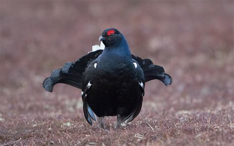 Black Grouse in Scotland by Pete Walkden The Birders Store