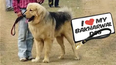 Bakharwal Dog Breed Information, Facts & Characteristics - HubPages