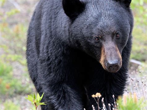 American Black Bear In Taiga