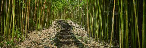 Bamboo Forest - Steps to Enlightenment • David Balyeat Photography