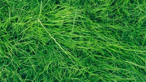 Creeping Bentgrass Is More Drought Resistance Than Perennial Ryegrass - AverykruwFranklin