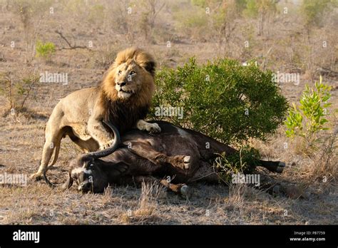 Lion hunting buffalo hi-res stock photography and images - Alamy