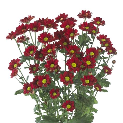 Red Daisy Spray Mums - Florabundance Wholesale Flowers