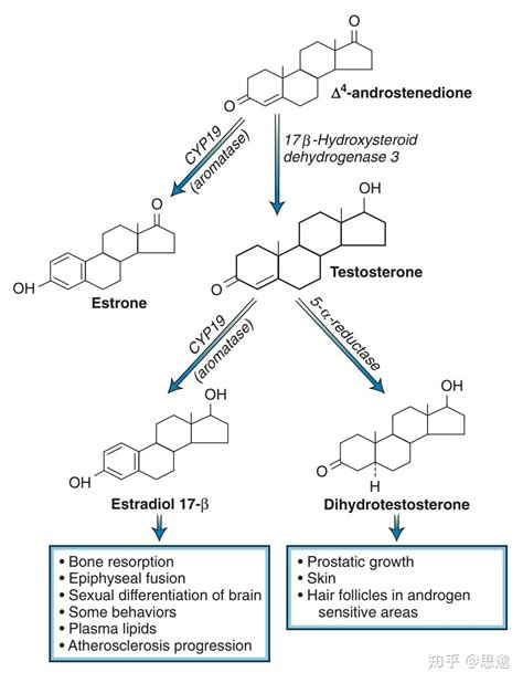 探索内分泌学：男性雄激素的部分生物活性依赖雌激素介导 - 知乎